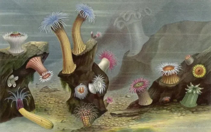 Framed Print : Sea Anemones / Lackerbauer Framed Print : Sea Anemones / Lackerbauer