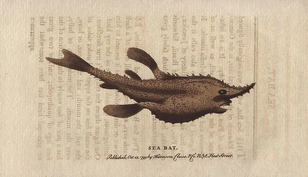 The sea bat or batfish, Halieutea species