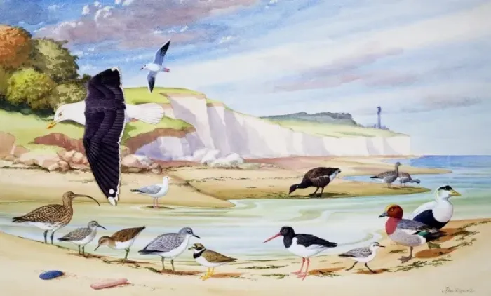 Framed Print : Sea Birds Framed Print : Sea Birds