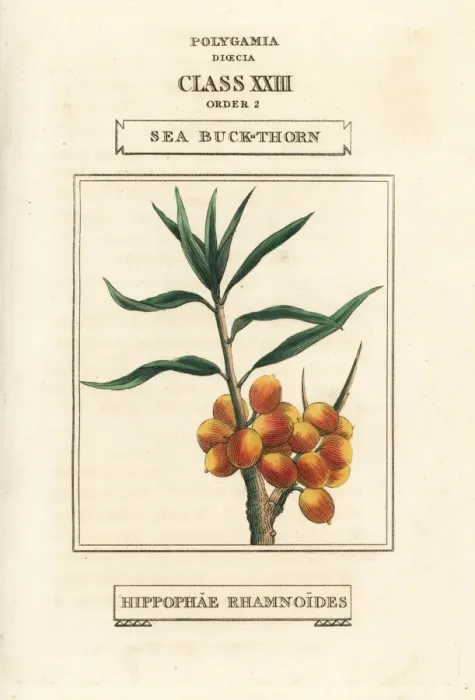 Framed Print : Sea buckthorn, Elaeagnus rhamnoides Framed Print : Sea buckthorn, Elaeagnus rhamnoides