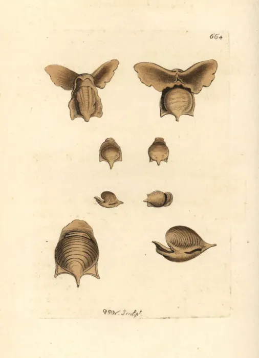 Framed Print : Sea butterfly, Cavolinia tridentata Framed Print : Sea butterfly, Cavolinia tridentata