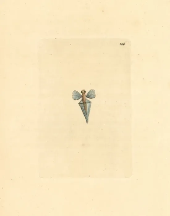 Framed Print : Sea butterfly, Clio pyramidata Framed Print : Sea butterfly, Clio pyramidata
