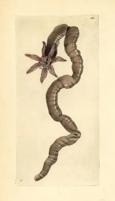 Framed Print : Sea cucumber, Leptosynapta inhaerens Framed Print : Sea cucumber, Leptosynapta inhaerens