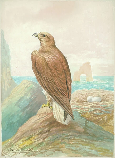 Sea Eagle by George Rankin