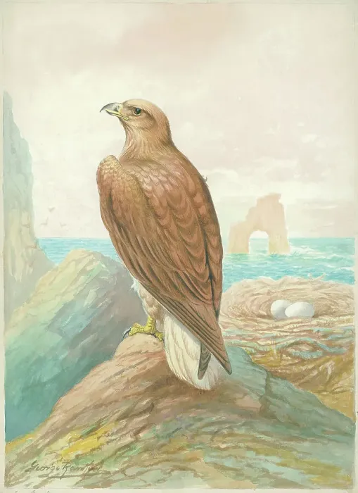 Framed Print : Sea Eagle by George Rankin Framed Print : Sea Eagle by George Rankin