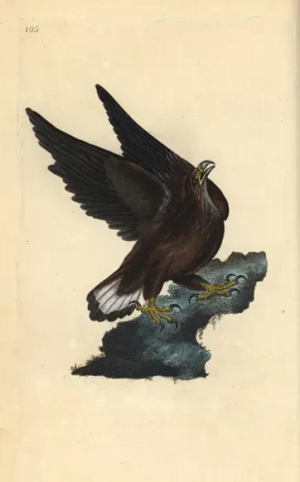 Framed Print : Sea eagle, Haliaeetus albicilla Framed Print : Sea eagle, Haliaeetus albicilla