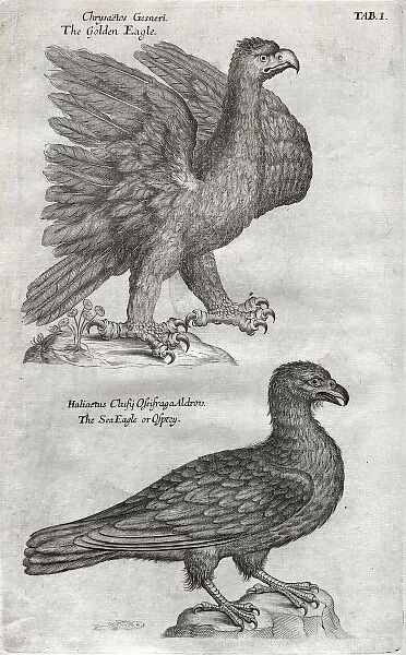 The Sea-Eagle or Osprey