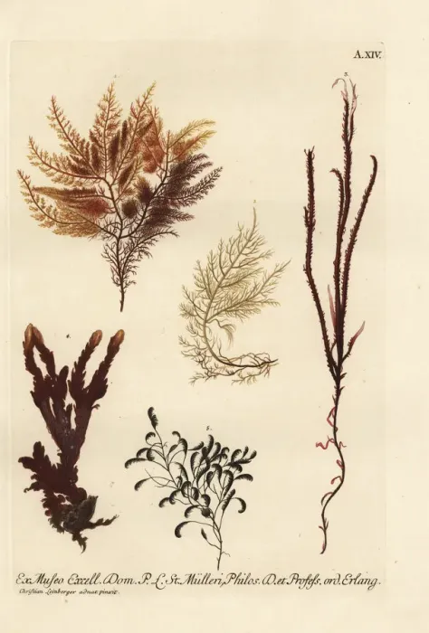Framed Print : Sea fan, sea moss and sea fir corals Framed Print : Sea fan, sea moss and sea fir corals