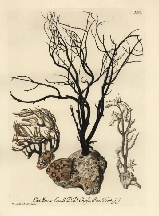 Framed Print : Sea fans or Alcyonacea species Framed Print : Sea fans or Alcyonacea species