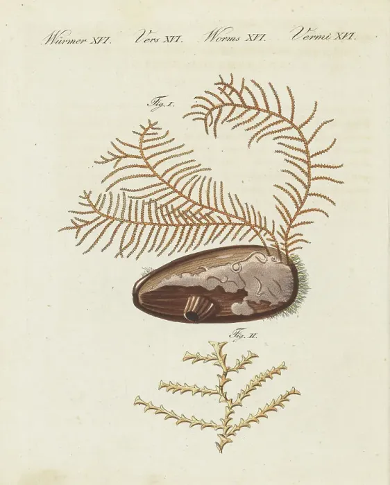 Framed Print : Sea fir, Abietinaria abietina Framed Print : Sea fir, Abietinaria abietina