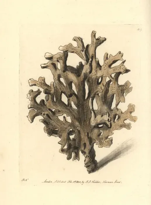 Framed Print : Sea ginger, Millepora alcicornis Framed Print : Sea ginger, Millepora alcicornis