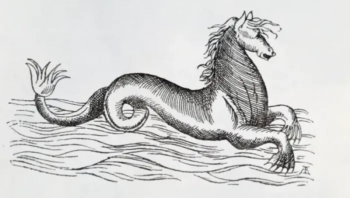 Framed Print : Sea-horse. Page 234 from Curious Creatures in Zoology, 1890 by John Ashton Framed Print : Sea-horse. Page 234 from Curious Creatures in Zoology, 1890 by John Ashton