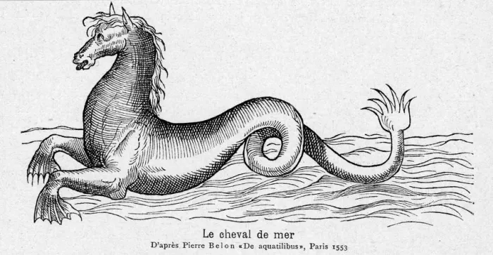 Framed Print : SEA HORSE BELON Framed Print : SEA HORSE BELON