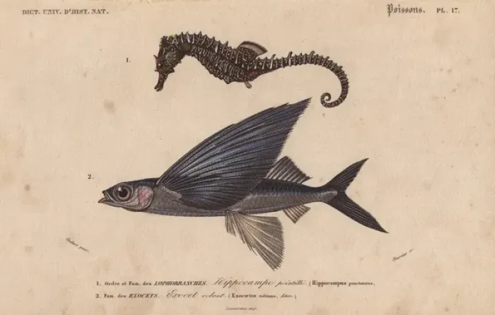 Framed Print : Sea horse, Hippocampus erectus, and flying Framed Print : Sea horse, Hippocampus erectus, and flying