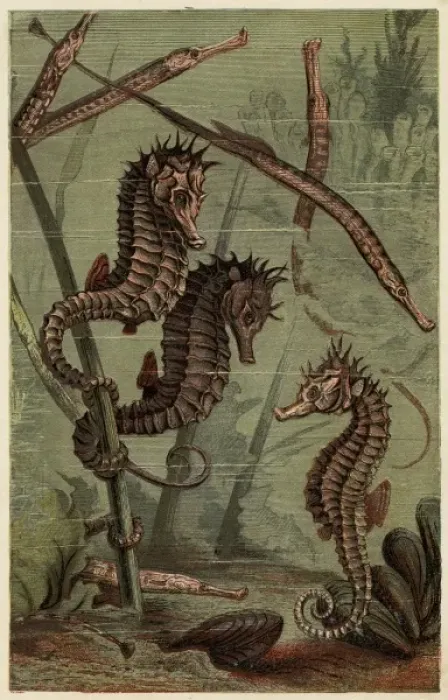 Framed Print : Sea-Horses & Pipe-Fish Framed Print : Sea-Horses & Pipe-Fish