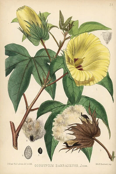 Sea Island cotton, Gossypium barbadense