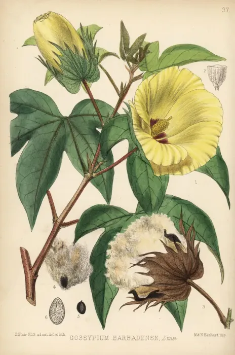 Framed Print : Sea Island cotton, Gossypium barbadense Framed Print : Sea Island cotton, Gossypium barbadense
