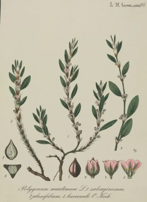 Framed Print : Sea knotgrass, Polygonum maritimum Framed Print : Sea knotgrass, Polygonum maritimum