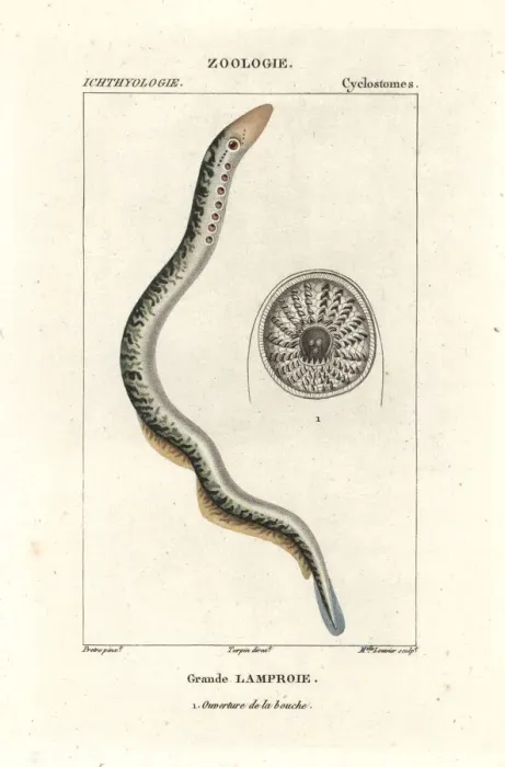 Framed Print : Sea lamprey, Petromyzon marinus Framed Print : Sea lamprey, Petromyzon marinus
