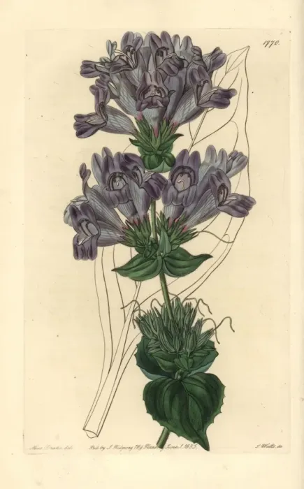 Framed Print : Sea Lavender-leaved penstemon, Penstemon staticifolius Framed Print : Sea Lavender-leaved penstemon, Penstemon staticifolius