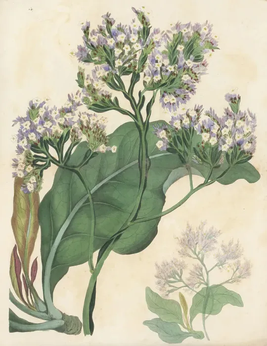 Framed Print : Sea lavender, Limonium arboreum Framed Print : Sea lavender, Limonium arboreum
