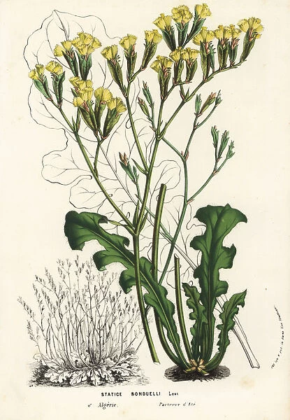 Sea lavender, Limonium bonducellii