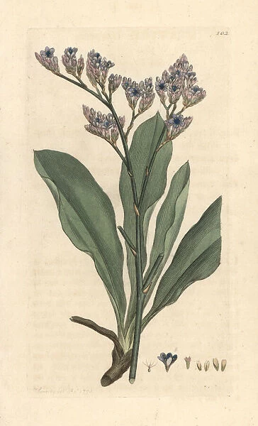 Sea lavender, Limonium vulgare
