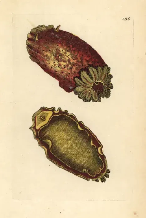 Framed Print : Sea lemon or sea slug, Platydoris argo Framed Print : Sea lemon or sea slug, Platydoris argo