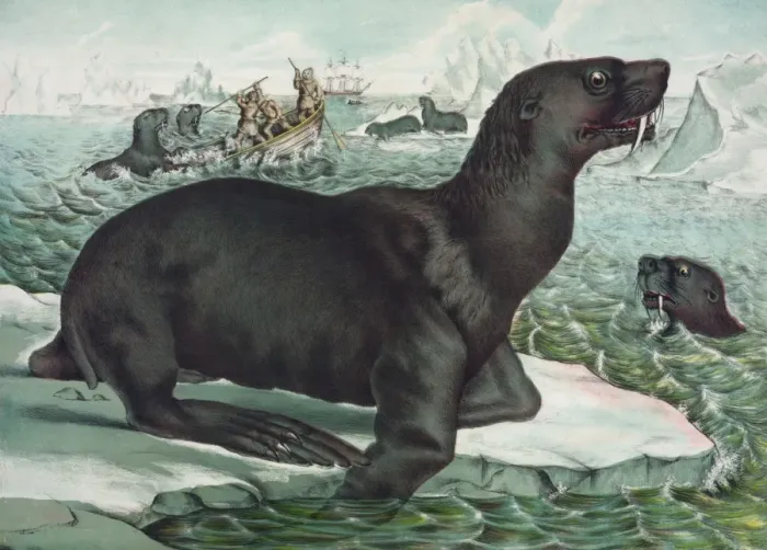 Framed Print : The sea lion Framed Print : The sea lion