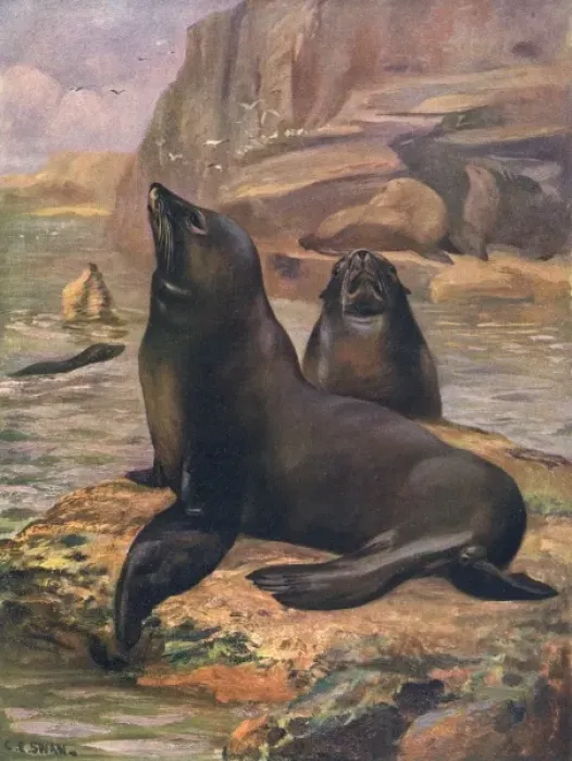 Framed Print : Sea Lions 1909 Framed Print : Sea Lions 1909