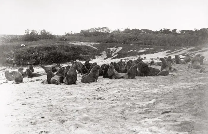 Framed Print : Sea lions on beach, Auckland Island, New Zealand, c. 1900 Framed Print : Sea lions on beach, Auckland Island, New Zealand, c. 1900