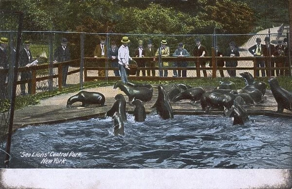 Sea Lions in Central Park, New York City, USA
