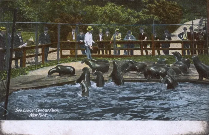 Framed Print : Sea Lions in Central Park, New York City, USA Framed Print : Sea Lions in Central Park, New York City, USA