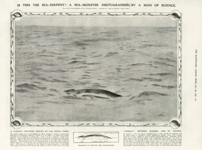 Framed Print : A sea-monster photographed by a man of science Framed Print : A sea-monster photographed by a man of science