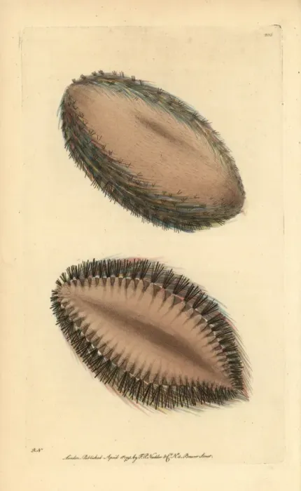 Framed Print : Sea mouse, Aphrodita aculeata