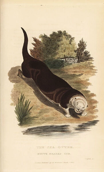 Sea otter, Enhydra lutris. Endangered