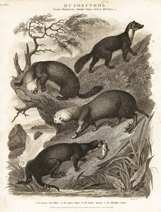 Framed Print : Sea otter, otter, marten and sable Framed Print : Sea otter, otter, marten and sable
