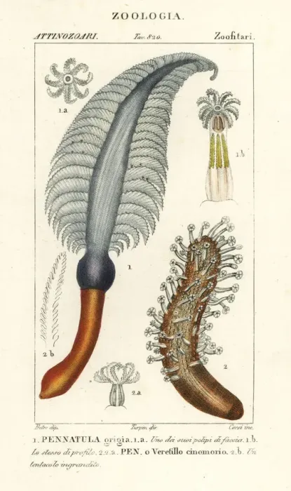 Framed Print : Sea pen species Framed Print : Sea pen species