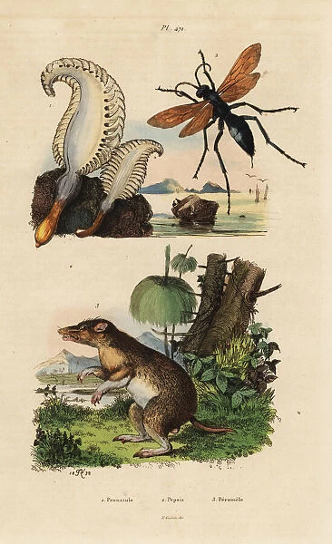 Sea pen, spider wasp and long-nosed bandicoot