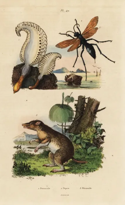 Framed Print : Sea pen, spider wasp and long-nosed bandicoot Framed Print : Sea pen, spider wasp and long-nosed bandicoot