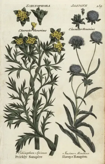Framed Print : Sea prickly samphire and sheeps bit scabious Framed Print : Sea prickly samphire and sheeps bit scabious