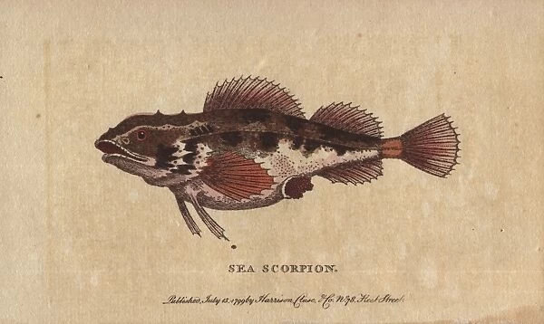 Sea scorpion or scorpion fish, Scorpaenidae