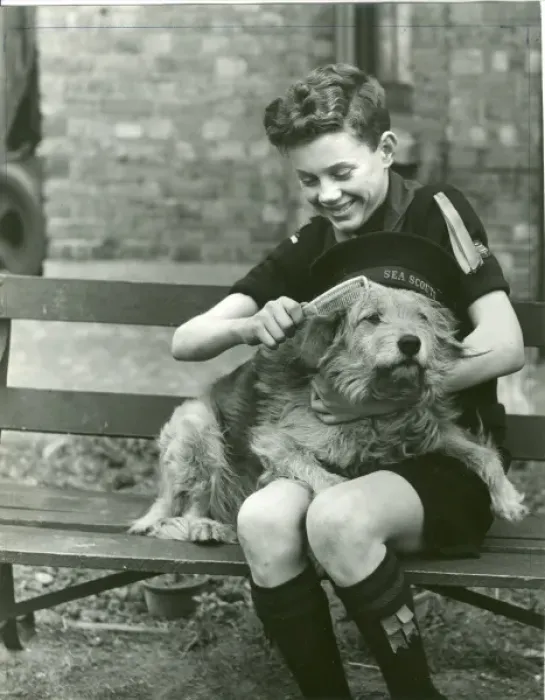 Framed Print : Sea Scout grooming a dog Framed Print : Sea Scout grooming a dog