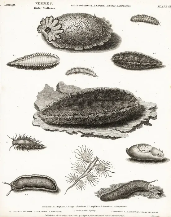 Framed Print : Sea slug, Onchidium typhae 1, depilatory sea hare Framed Print : Sea slug, Onchidium typhae 1, depilatory sea hare