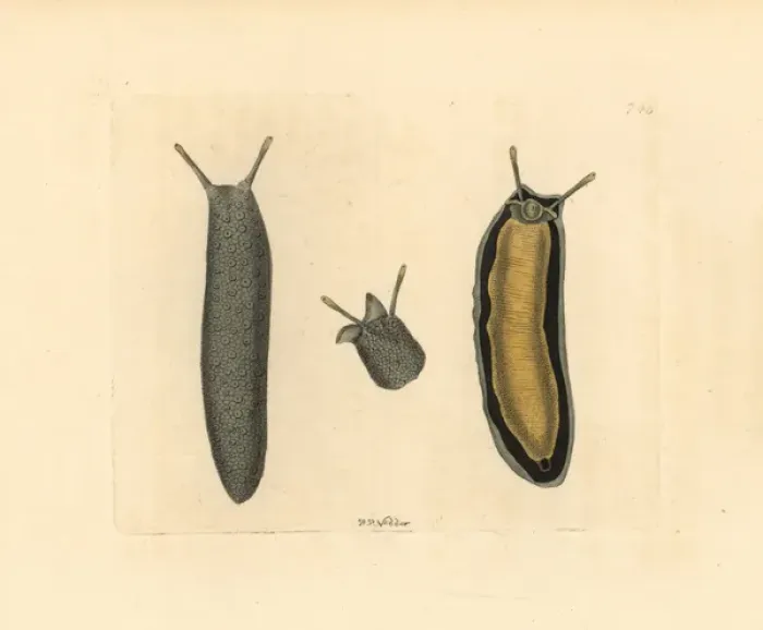 Framed Print : Sea slug, Onchidium typhae Framed Print : Sea slug, Onchidium typhae
