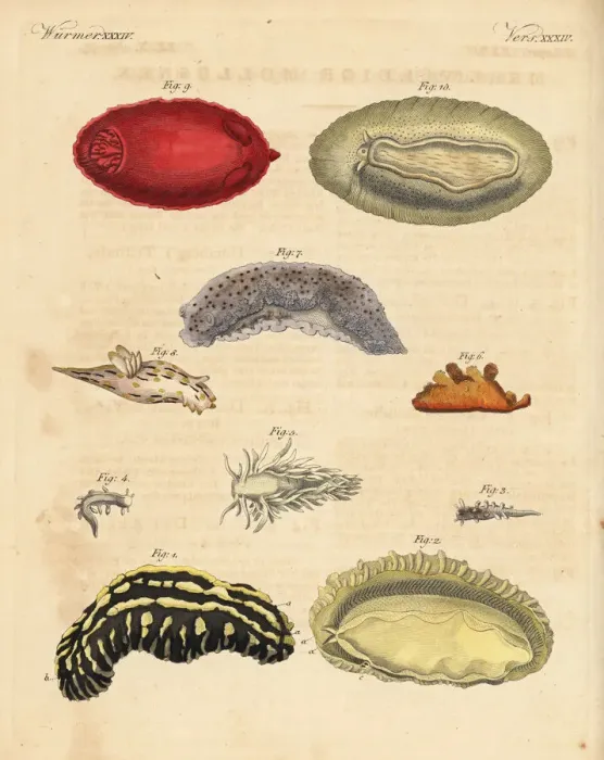 Framed Print : Sea slugs: Phyllidia varicosa 1, 2, Tergipes limacina 3 Framed Print : Sea slugs: Phyllidia varicosa 1, 2, Tergipes limacina 3