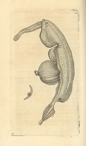 Sea snail, Pterotrachea coronata