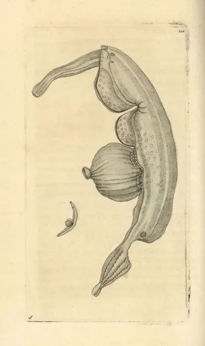 Framed Print : Sea snail, Pterotrachea coronata Framed Print : Sea snail, Pterotrachea coronata