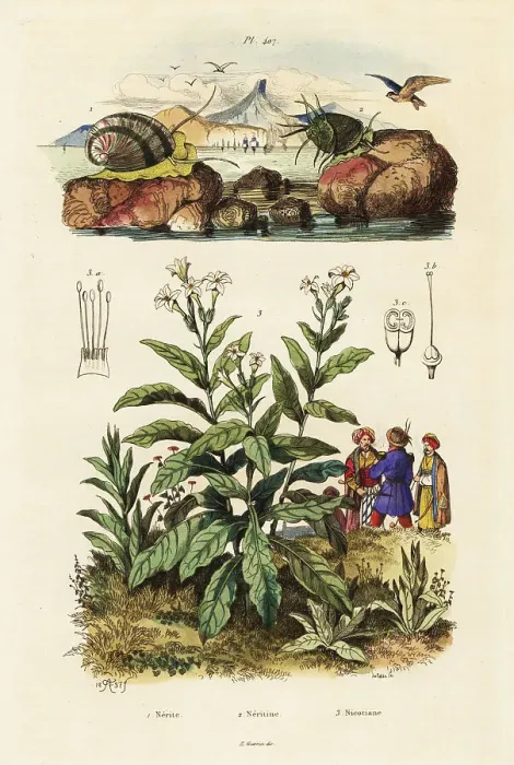 tobacco plant art Cigar Tobacco, Like Ayahuasca, Is a