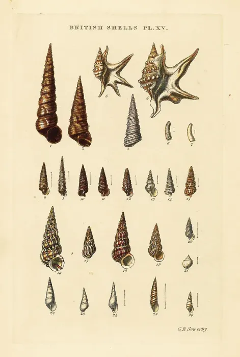 Framed Print : Sea snails, Turritella, pelican's foot, Aporrhais pespelecani, e Framed Print : Sea snails, Turritella, pelican's foot, Aporrhais pespelecani, e